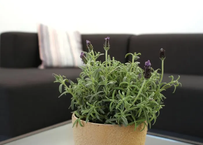 Apartamento Penthouse Oasis Setúbal