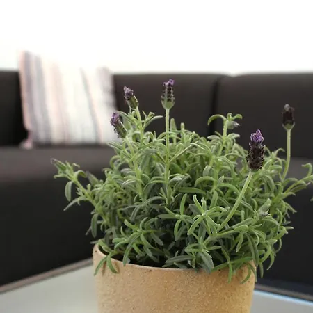 Apartamento Penthouse Oasis Setúbal